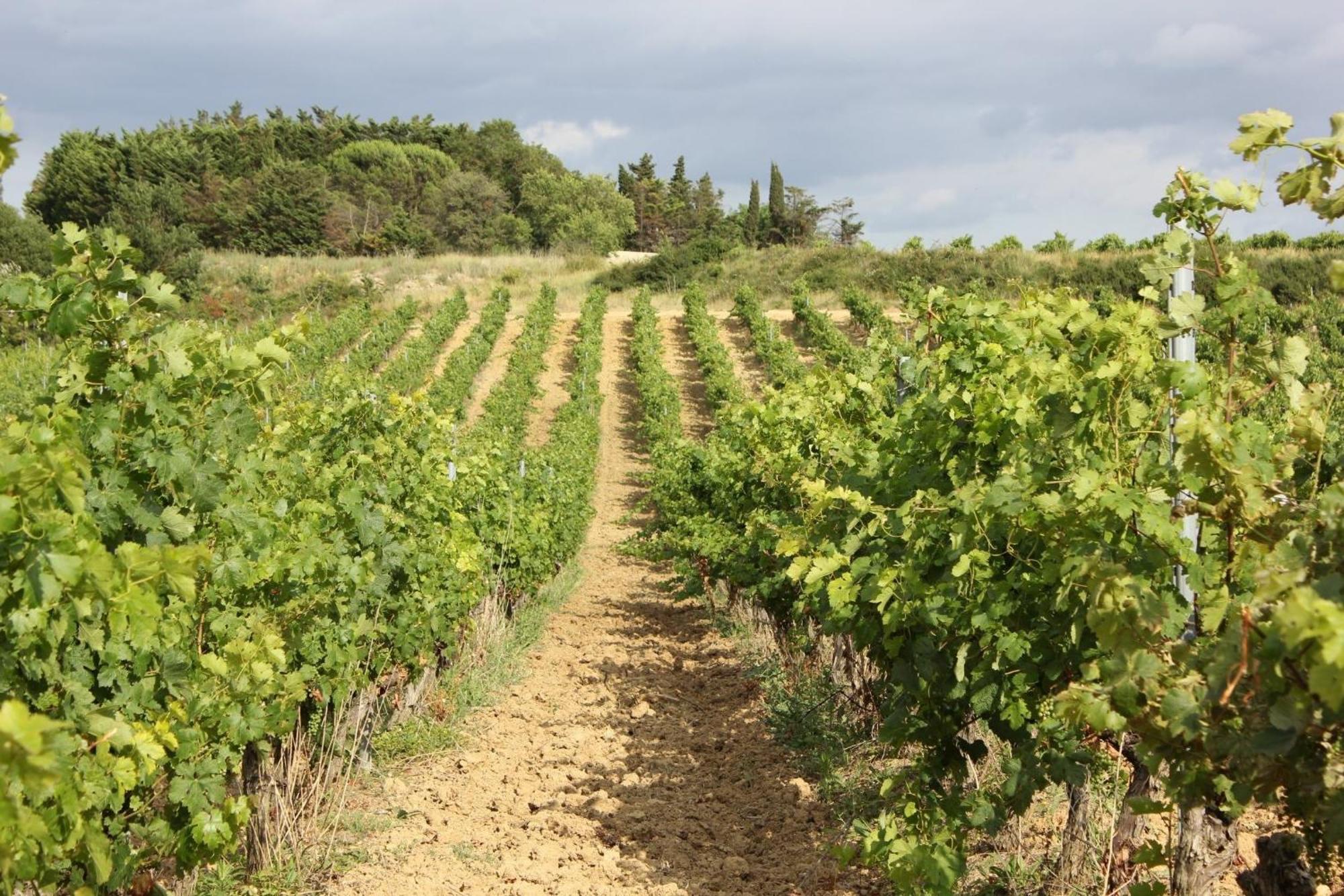 O'Vineyards B&B Carcassonne Villemoustaussou Exteriör bild
