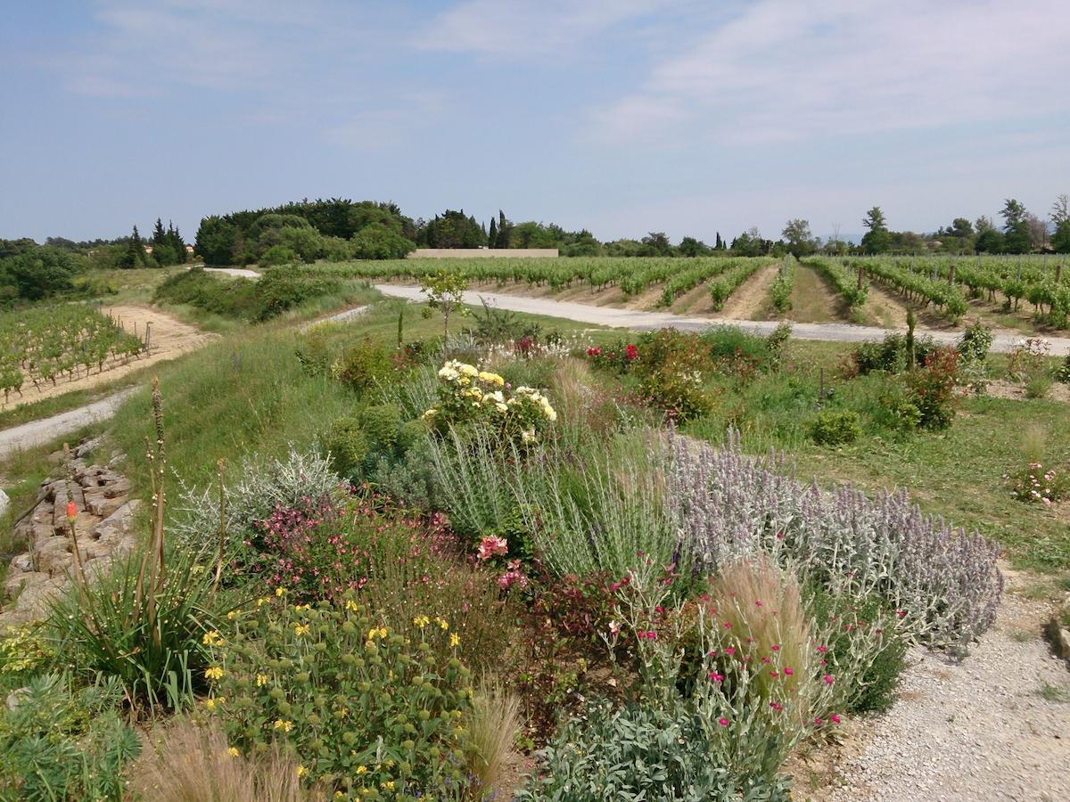 O'Vineyards B&B Carcassonne Villemoustaussou Rum bild