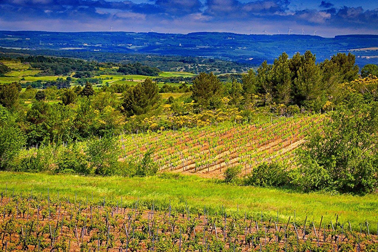 O'Vineyards B&B Carcassonne Villemoustaussou Exteriör bild