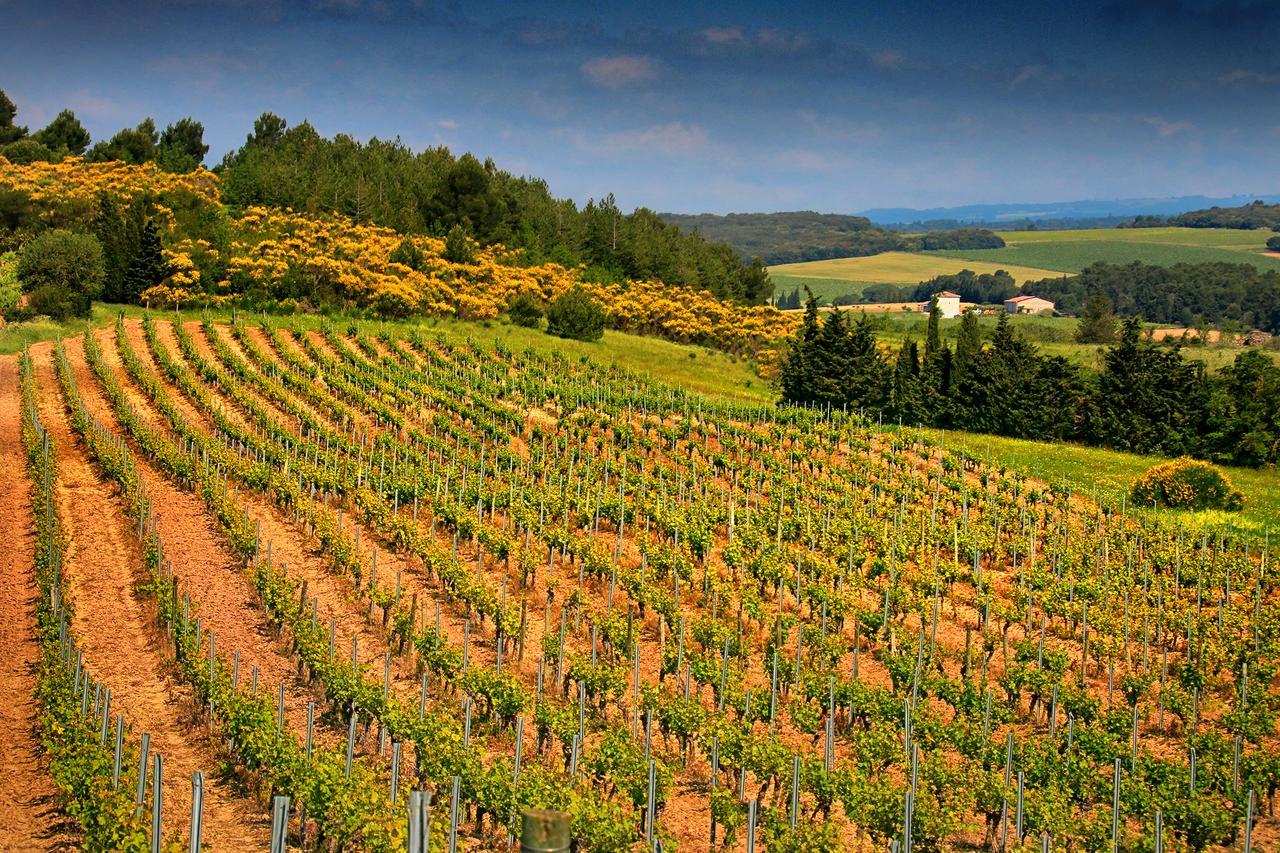 O'Vineyards B&B Carcassonne Villemoustaussou Exteriör bild